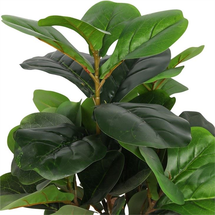 Ficus Lyrata Tree With Black Pot